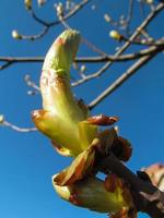 primavera castaña brote cerca arriba en un claro día foto