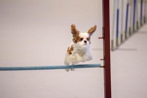 maltés perro mientras saltando obstáculo foto