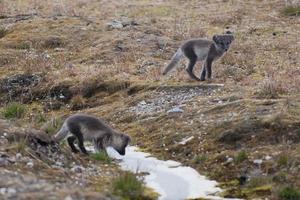 Arctic fox in Svalbard Spitzbergen photo