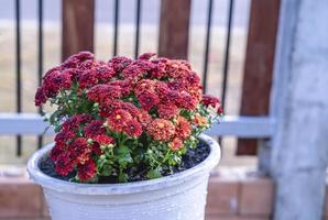 Close-up of bouquet of orange chrysanthemum flowers in pot in garden at home, background image, banner image. Colorful flowering Red orange chrysanthemums in autumn. Chrysanthemum flowers horizontally photo