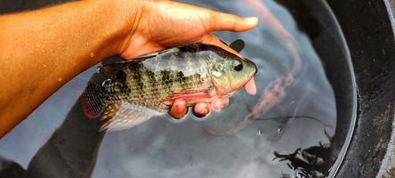 Man holding tilapia fish which looks beautiful and has beautiful colors photo