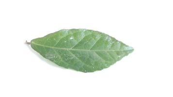 streblus asper leaf isolated on white background.common names Siamese rough bush, khoi, serut, and toothbrush tree photo