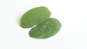 Bauhinia purpurea leaf isolated on white background.Common names include orchid tree, purple bauhinia,camel's foot,butterfly tree,Hawaiian orchid tree photo