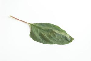 Amaranthus caudatus leaf isolated on white background photo