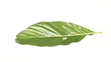 Noni fruit leaf isolated on white background photo