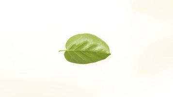 Premna serratifolia leaf.Premna integrifolia L.Premna obtusifolia R.Br leaf isolated on white background photo