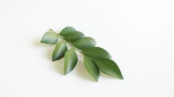 Murraya paniculata leaves isolated on white background. commonly known as orange jasmine, orange jessamine, china box or mock orange photo