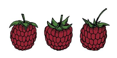 Vector set of raspberry cliparts. Hand drawn berry icon. Fruit illustration. For print, web, design, decor, logo.