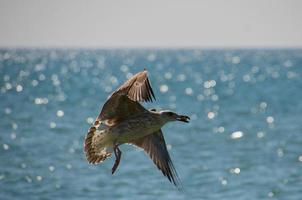 volador Gaviota en el mar antecedentes foto