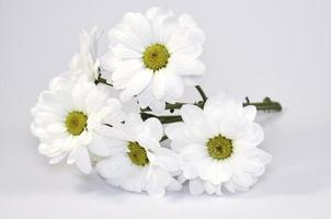 white chrysanthemum flowers photo