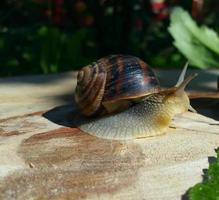 Big snail on a tree stump photo