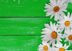 white daisies on a green wooden background photo