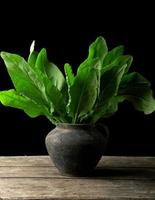 fresh green leaves of sorrel in a clay pot on a wooden table photo