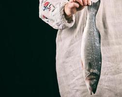 whole fresh sea bass fish in female hands photo