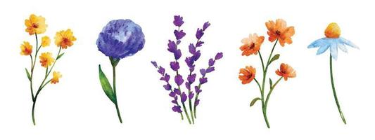 Wild flowers set in watercolor style isolated on white background. vector