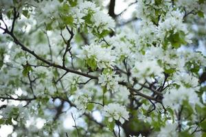 manzana árbol flores floreciente árbol. primavera. floral antecedentes. foto