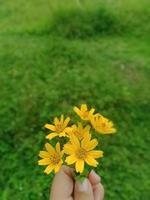 Hand-held colorful flower portrait photo