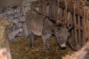 burro de navidad en establo foto