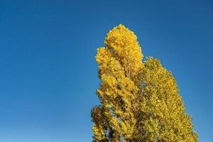 fotografía sobre el tema grande y hermoso árbol de abedul de otoño en el cielo brillante de fondo foto