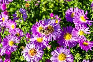 Beautiful wild flower winged bee on background foliage meadow photo