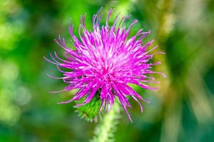 Beautiful growing flower root burdock thistle on background meadow photo