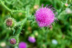 Beautiful growing flower root burdock thistle on background meadow photo