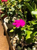 Caranthus roseus L. G. Don or better known as tapak dara or Madagascar periwinkle is a tropical plant 80 100 cm tall with pink, purple, and white flowers photo