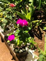 Caranthus roseus L. G. Don or better known as tapak dara or Madagascar periwinkle is a tropical plant 80 100 cm tall with pink, purple, and white flowers photo