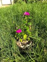 Caranthus roseus L. G. Don or better known as tapak dara or Madagascar periwinkle is a tropical plant 80 100 cm tall with pink, purple, and white flowers photo