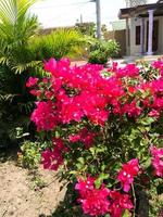 Pink bougainvillea flowers in rural area. In Indonesia called photo