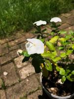 Melati putih in Indonesia or Jasminum Sambac, Selective focus photo