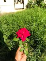 Close-up of a pink rose. Selective focus photo