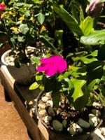 Caranthus roseus L. G. Don or better known as tapak dara or Madagascar periwinkle is a tropical plant 80 100 cm tall with pink, purple, and white flowers photo