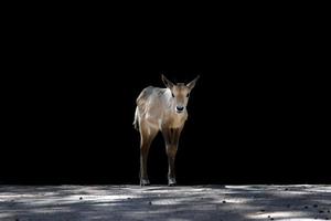 retrato de antílope africano de cuernos largos foto