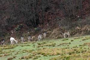 white deer ultra rare portrait photo