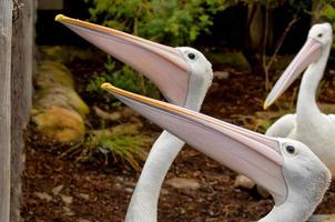 A group of pelican photo