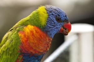 Isolated Parrot while eating photo