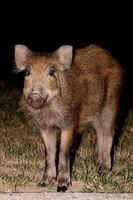 recién nacido perrito joven salvaje Jabali comiendo un pan a noche foto