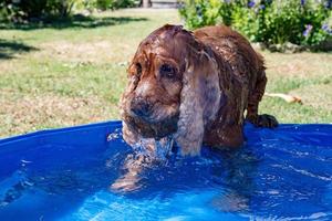 Puppy young dog English cocker spaniel the water photo