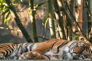 un Bengala Tigre relajante foto