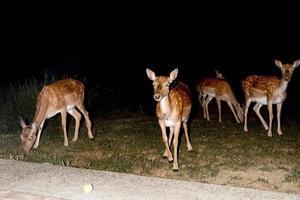 fallow deer at night isolated on black photo