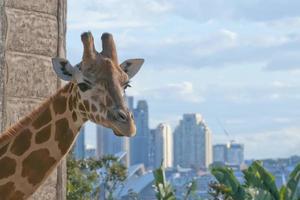 Giraffe drom zoo with sydney town background photo