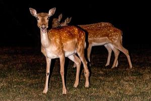 fallow deer at night isolated on black photo