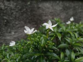 Jasmine flower with green leaves in flower garden photo