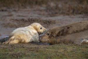 cachorro de foca gris y vaca madre mientras te mira foto