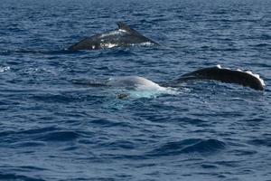 Humpback whale in Tonga, Polynesia Paradise photo