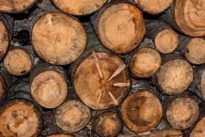 Wood Logs for winter time photo