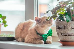 A beautiful peach cat with a green butterfly on his neck lies on the window near the pot with a flower. Spring holiday St. Patrick's Day and pets photo