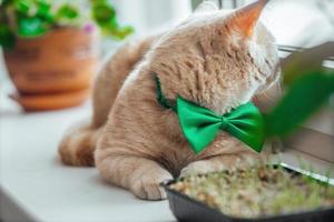 A beautiful peach cat with a green butterfly bow around his neck lies on the window near the germinated grass for animals. Spring holiday St. Patrick's day and pets photo