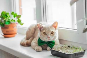 A beautiful peach cat with a green butterfly bow around his neck lies on the window near the germinated grass for animals. Spring holiday St. Patrick's day and pets photo